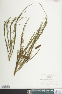 Cytisus scoparius image