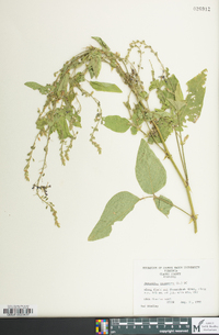 Desmodium canescens image