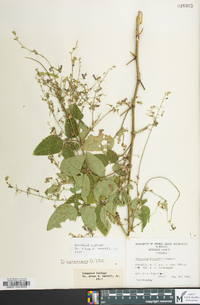 Desmodium canescens image