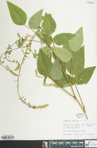 Desmodium canescens image