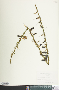 Cytisus scoparius image