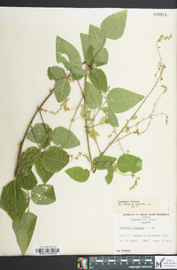 Desmodium canescens image