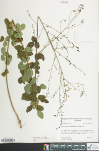 Desmodium ciliare image