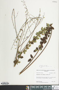 Desmodium ciliare image