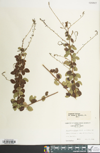 Desmodium ciliare image