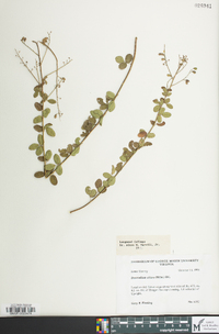 Desmodium ciliare image