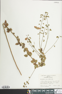 Desmodium ciliare image