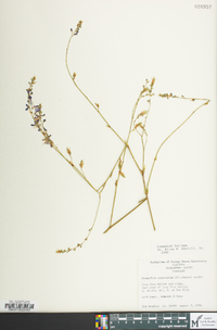 Desmodium cuspidatum image