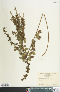 Desmodium ciliare image