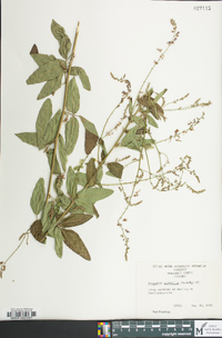 Desmodium glabellum image