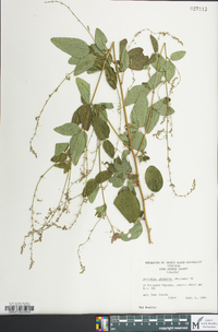 Desmodium glabellum image