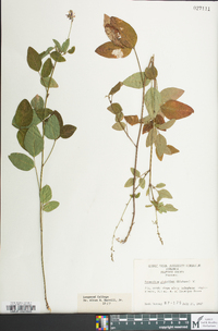 Desmodium glabellum image