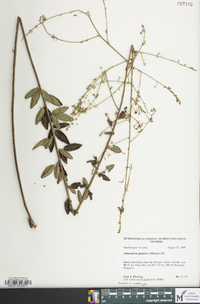 Desmodium glabellum image