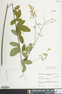 Desmodium glabellum image