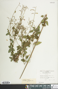 Desmodium glabellum image