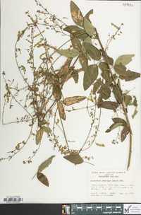 Desmodium glabellum image