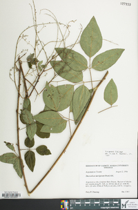 Desmodium laevigatum image