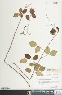 Desmodium laevigatum image