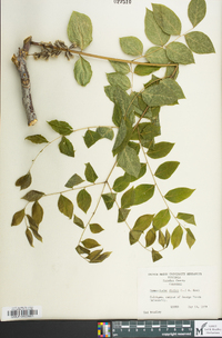 Gymnocladus dioicus image