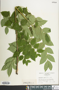 Gymnocladus dioicus image