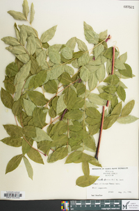 Gymnocladus dioicus image
