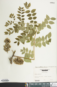 Gymnocladus dioicus image