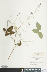 Desmodium laevigatum image