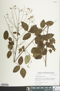 Desmodium laevigatum image