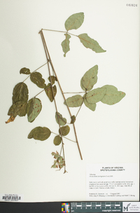 Desmodium laevigatum image