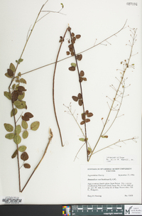 Desmodium marilandicum image