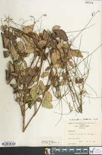 Desmodium laevigatum image