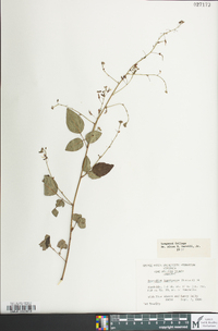 Desmodium laevigatum image