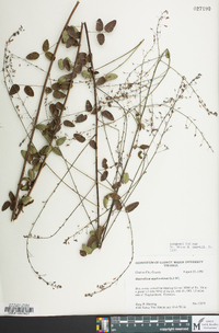 Desmodium marilandicum image