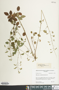 Desmodium marilandicum image