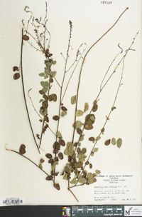 Desmodium marilandicum image