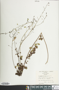 Desmodium marilandicum image