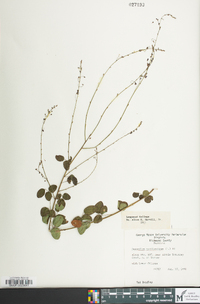 Desmodium marilandicum image