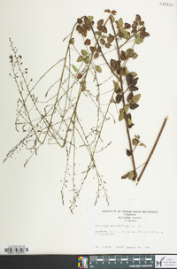 Desmodium marilandicum image