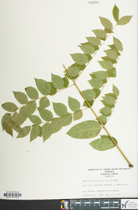 Gymnocladus dioicus image