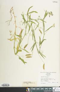 Lathyrus hirsutus image