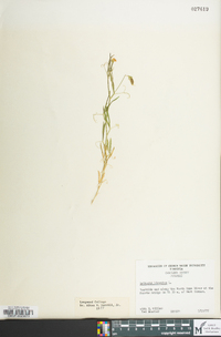 Lathyrus hirsutus image