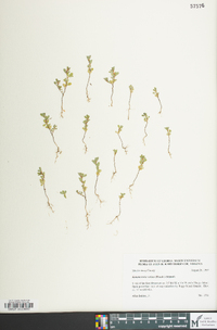 Kummerowia striata image