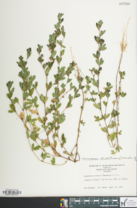 Kummerowia striata image