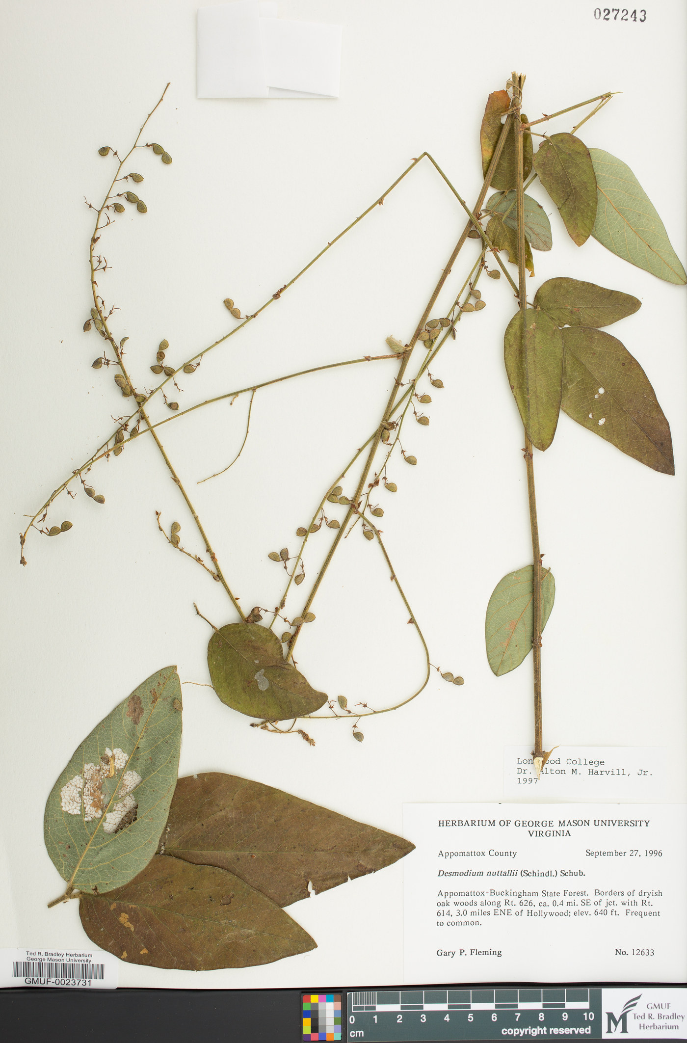 Desmodium nuttallii image