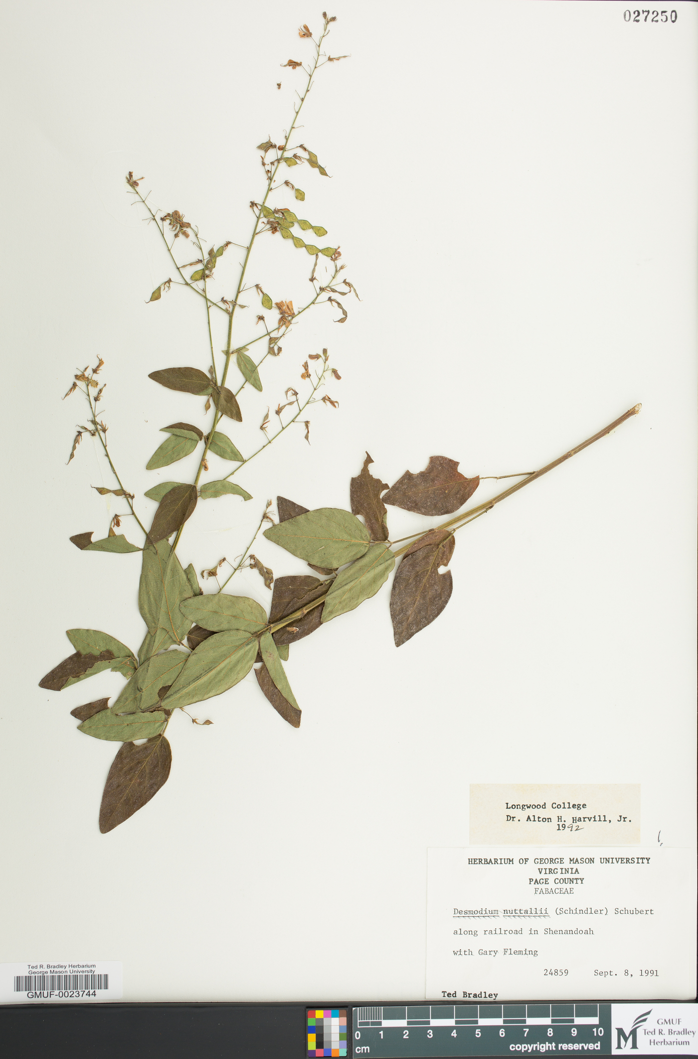 Desmodium nuttallii image