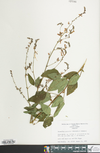 Desmodium nuttallii image