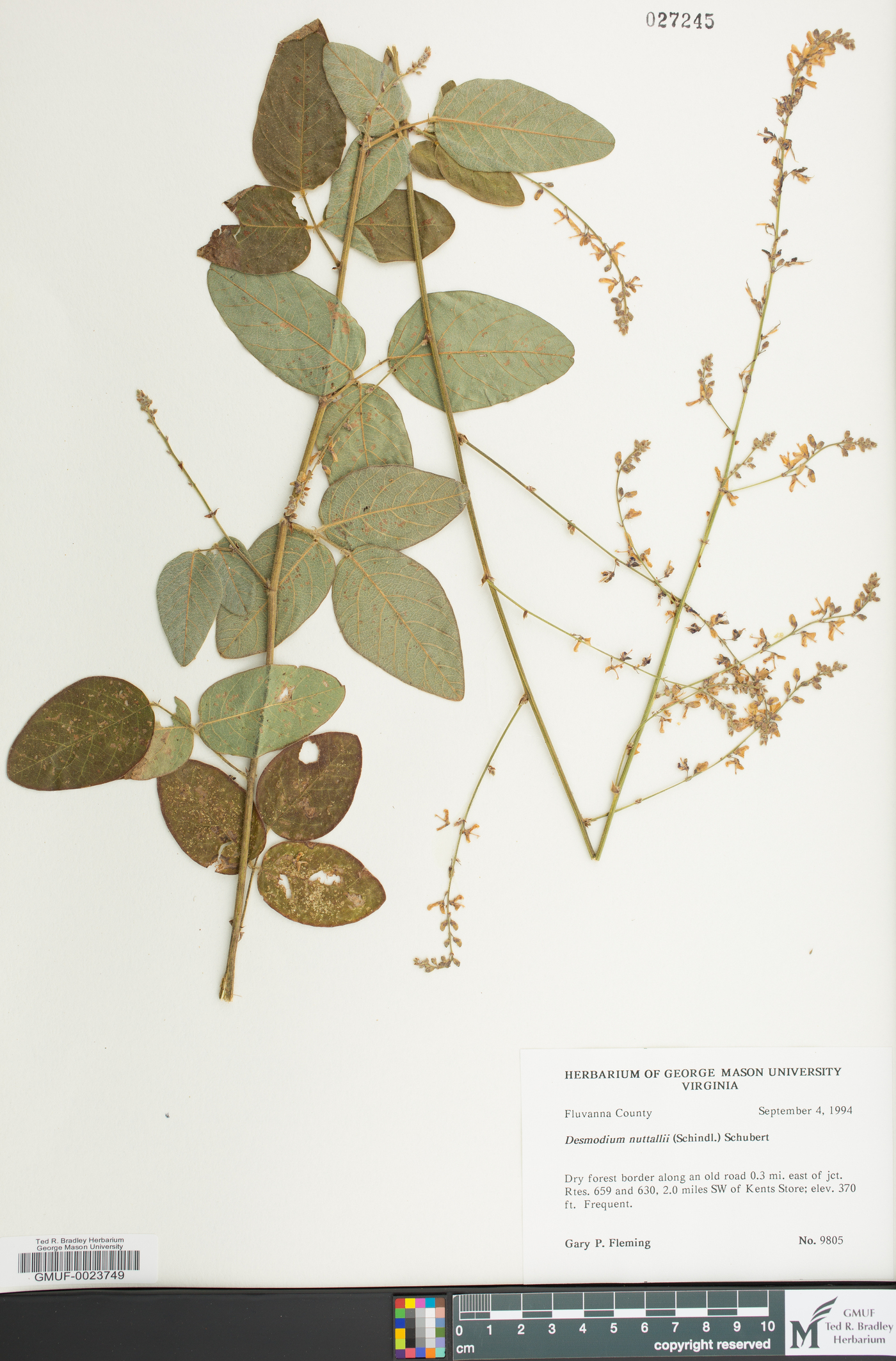 Desmodium nuttallii image