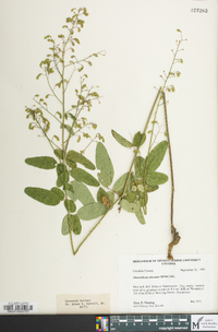 Desmodium obtusum image