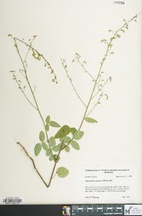 Desmodium obtusum image