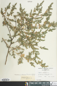 Kummerowia stipulacea image